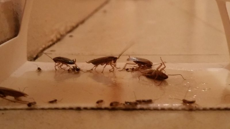 St-Pol : les cafards s’étant installés tout l’été, les locataires sont fort dépourvus