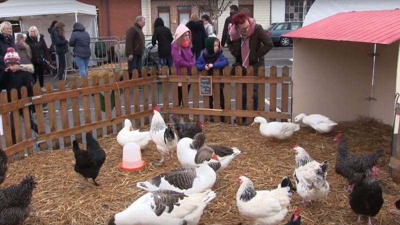 Épidémie de coronavirus : la foire agricole de Saint-Pol annulée