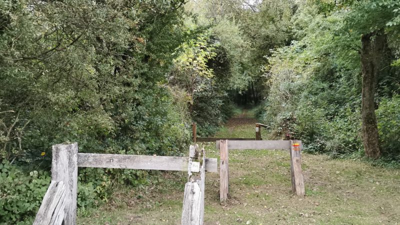 La traque du grand félin se poursuit entre Auxi-le-Château et Ligny-sur-Canche